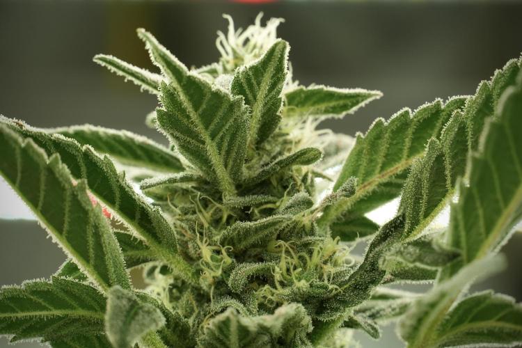 Catching The Ghost Train Haze @ Zamnesia. Week 11 - Ghost Train Haze no Veg 12-12 from seed