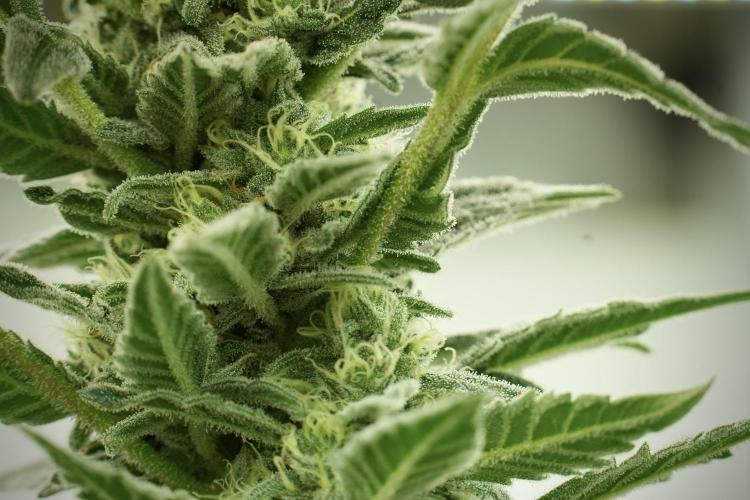 Catching The Ghost Train Haze @ Zamnesia. Week 11 - Ghost Train Haze no Veg 12-12 from seed