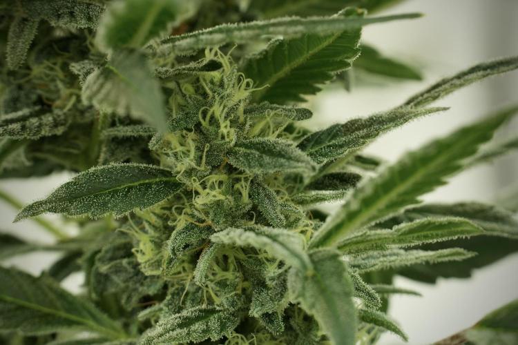Catching The Ghost Train Haze @ Zamnesia. Week 11 - Ghost Train Haze no Veg 12-12 from seed
