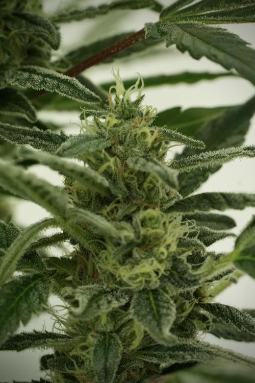 Catching The Ghost Train Haze @ Zamnesia. Week 11 - Ghost Train Haze no Veg 12-12 from seed