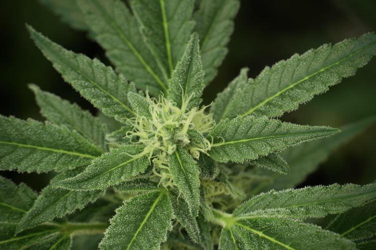 Catching The Ghost Train Haze @ Zamnesia. Week 11 - Ghost Train Haze no Veg 12-12 from seed