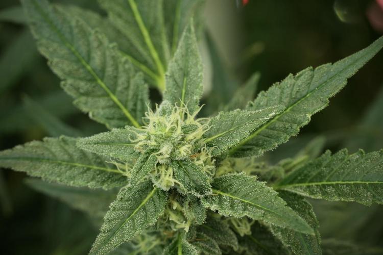 Catching The Ghost Train Haze @ Zamnesia. Week 11 - Ghost Train Haze no Veg 12-12 from seed