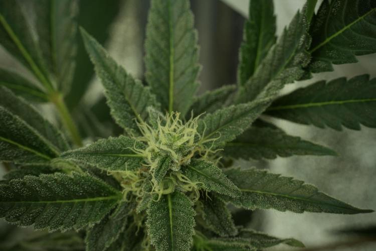 Catching The Ghost Train Haze @ Zamnesia. Week 11 - Ghost Train Haze no Veg 12-12 from seed