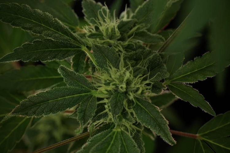 Catching The Ghost Train Haze @ Zamnesia. Week 11 - Ghost Train Haze no Veg 12-12 from seed