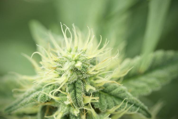 Skywalker OG Legends of the 12/12 Galaxy. Week 11 - SkyWalker OG no veg 