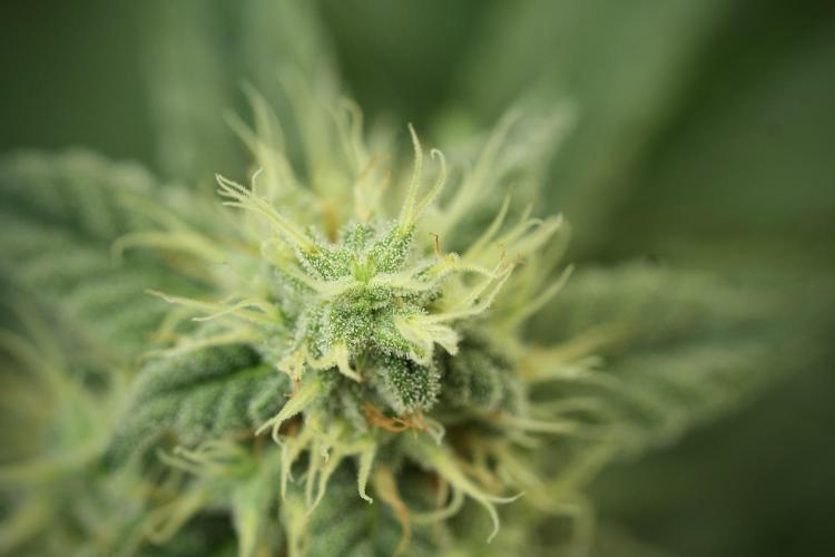 Skywalker OG Legends of the 12/12 Galaxy. Week 11 - SkyWalker OG no veg 