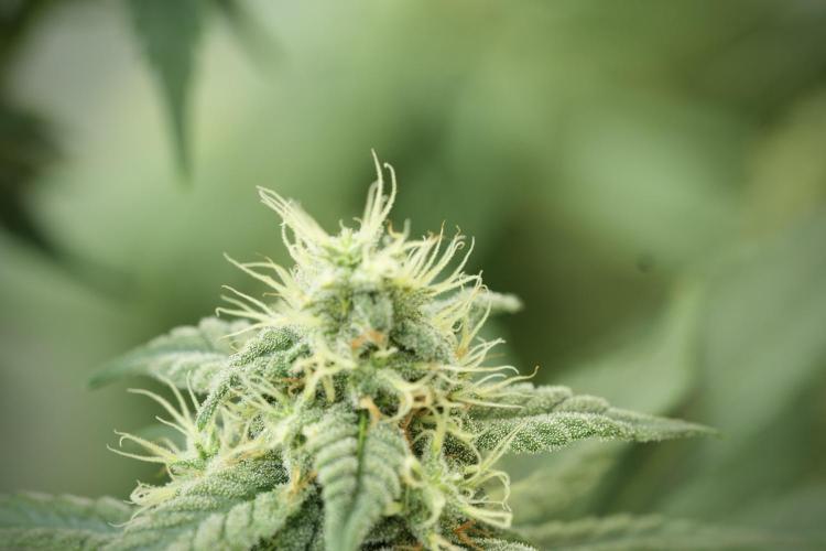 Skywalker OG Legends of the 12/12 Galaxy. Week 11 - SkyWalker OG no veg 