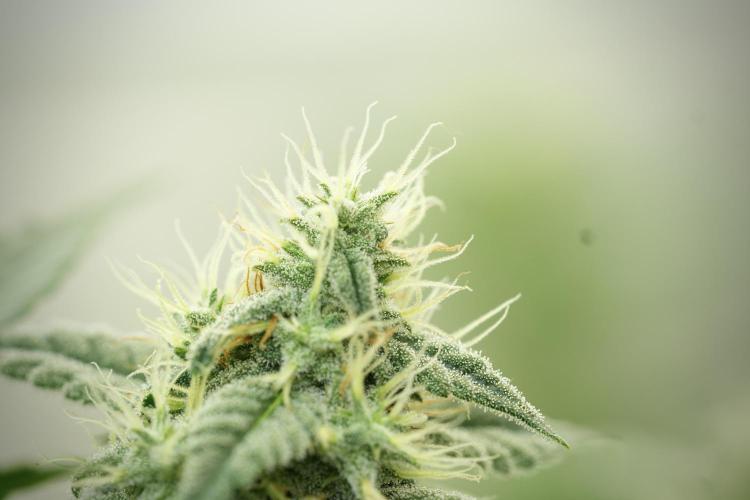 Skywalker OG Legends of the 12/12 Galaxy. Week 11 - SkyWalker OG no veg 