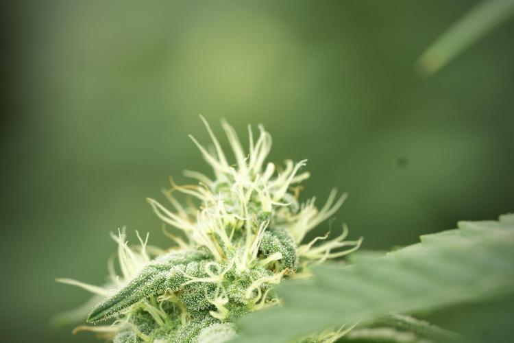 Skywalker OG Legends of the 12/12 Galaxy. Week 11 - SkyWalker OG no veg 