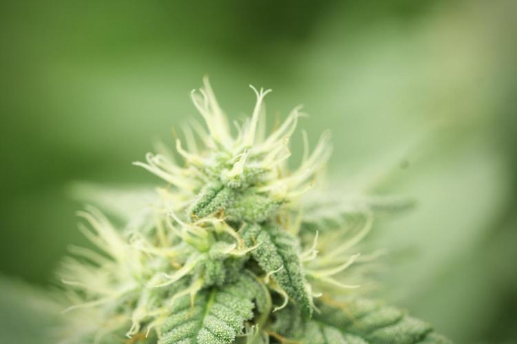 Skywalker OG Legends of the 12/12 Galaxy. Week 11 - SkyWalker OG no veg 