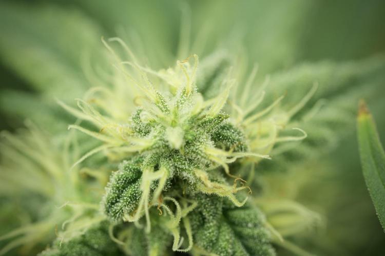 Skywalker OG Legends of the 12/12 Galaxy. Week 11 - SkyWalker OG no veg 