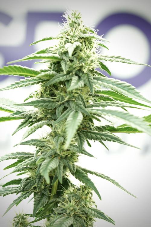 Skywalker OG Legends of the 12/12 Galaxy. Week 11 - SkyWalker OG no veg 