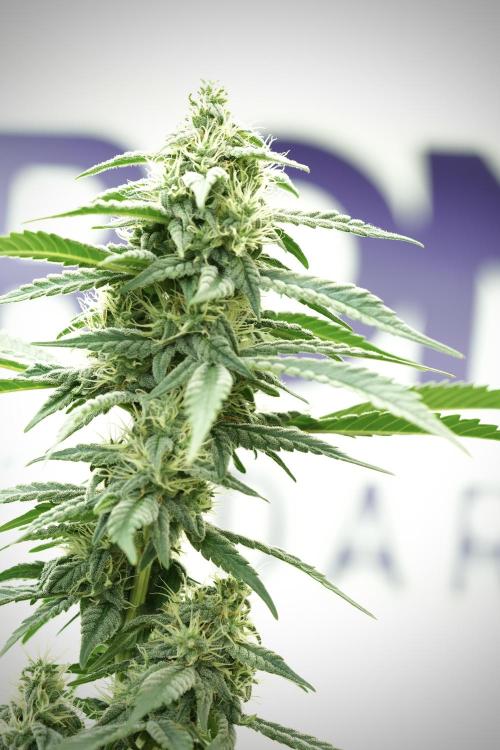 Skywalker OG Legends of the 12/12 Galaxy. Week 11 - SkyWalker OG no veg 