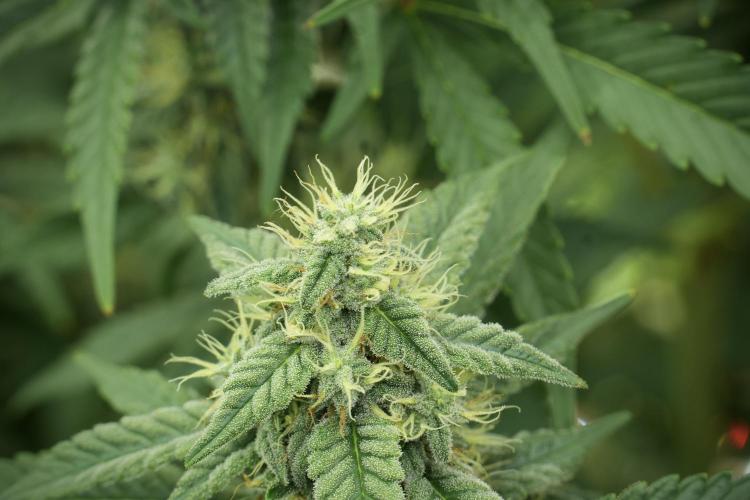 Skywalker OG Legends of the 12/12 Galaxy. Week 11 - SkyWalker OG no veg 