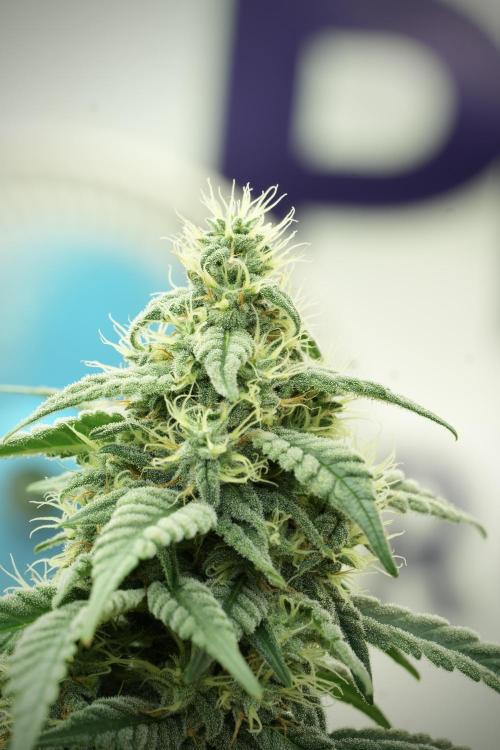 Skywalker OG Legends of the 12/12 Galaxy. Week 11 - SkyWalker OG no veg 