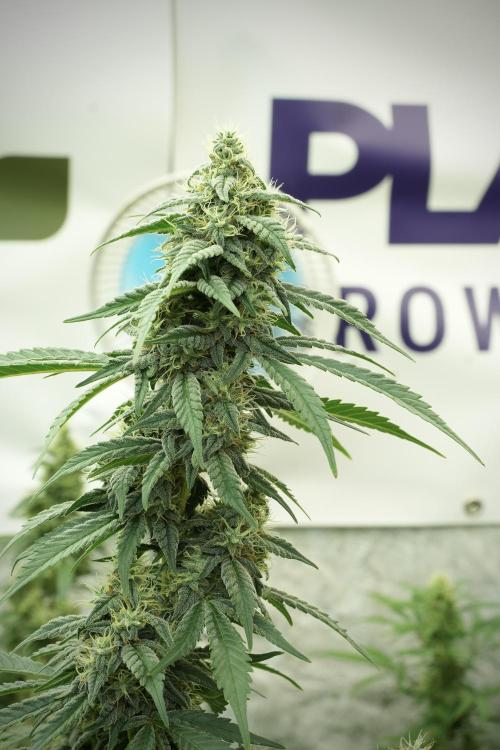 Skywalker OG Legends of the 12/12 Galaxy. Week 11 - SkyWalker OG no veg 