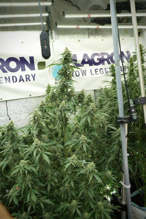 Skywalker OG Legends of the 12/12 Galaxy. Week 11 - SkyWalker OG no veg 