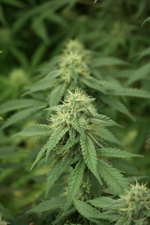 Skywalker OG Legends of the 12/12 Galaxy. Week 11 - SkyWalker OG no veg 