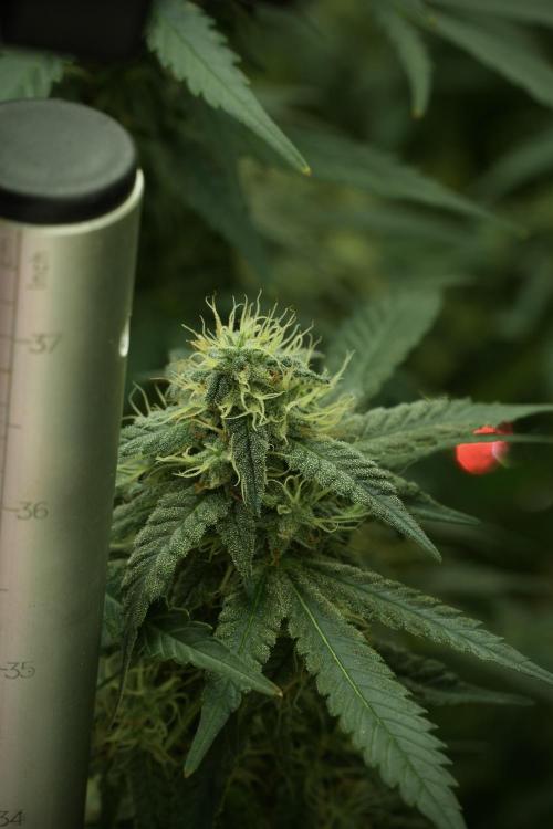 Skywalker OG Legends of the 12/12 Galaxy. Week 11 - SkyWalker OG no veg 