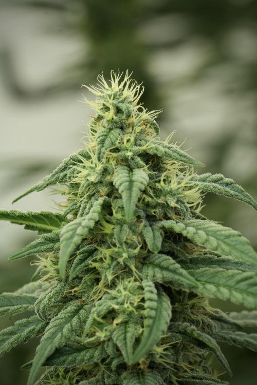 Skywalker OG Legends of the 12/12 Galaxy. Week 11 - SkyWalker OG no veg 