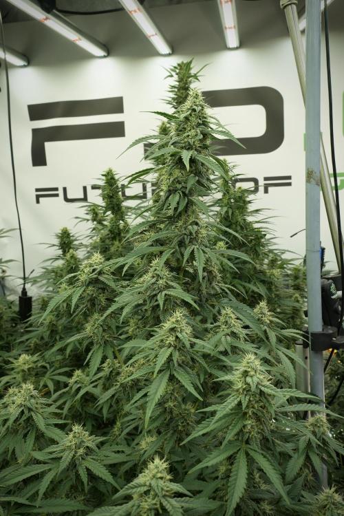 Skywalker OG Legends of the 12/12 Galaxy. Week 11 - SkyWalker OG no veg 