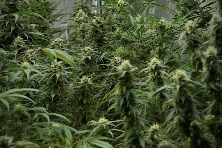 Skywalker OG Legends of the 12/12 Galaxy. Week 11 - Room and Vibes 