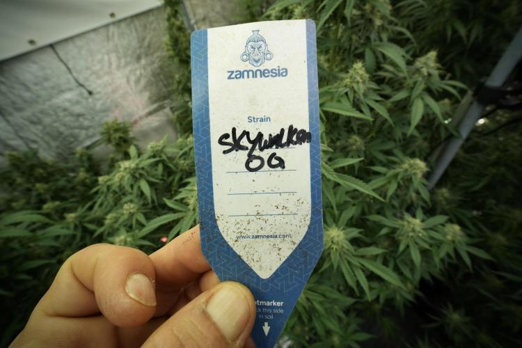 Skywalker OG Legends of the 12/12 Galaxy. Week 11 - SkyWalker OG no veg 