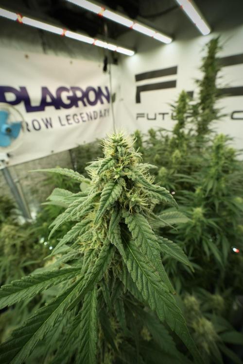 Skywalker OG Legends of the 12/12 Galaxy. Week 11 - SkyWalker OG no veg 