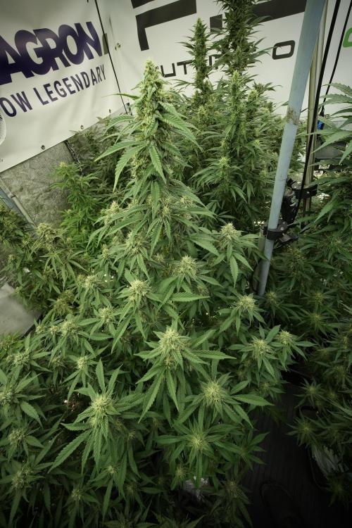 Skywalker OG Legends of the 12/12 Galaxy. Week 11 - SkyWalker OG no veg 