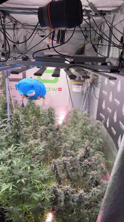 Skywalker OG Legends of the 12/12 Galaxy