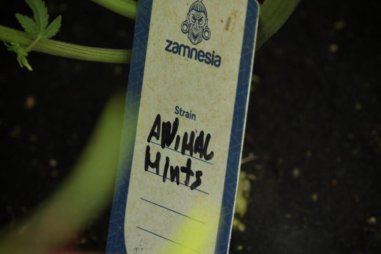 Animal Mints-Legends of the Frozen North. Week 11 - Animal Mints no Veg & outstanding 