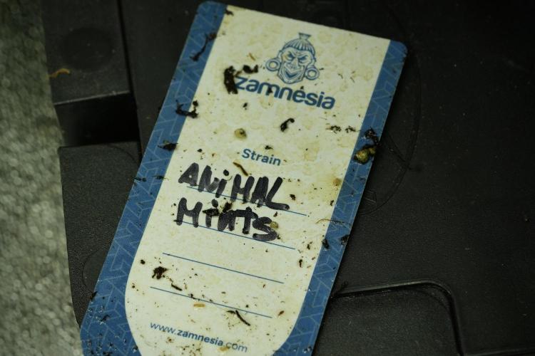 Animal Mints-Legends of the Frozen North. Week 11 - Animal Mints no Veg & outstanding 
