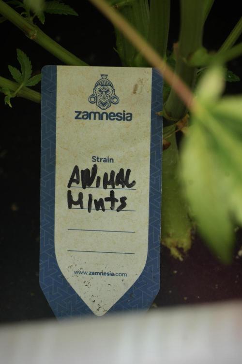 Animal Mints-Legends of the Frozen North. Week 11 - Animal Mints no Veg & outstanding 