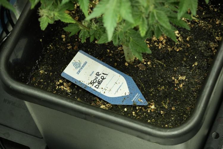 SOUR DIESEL-The Ascension of a Legend. Week 12 - Sour Diesel 12-12 from Seed