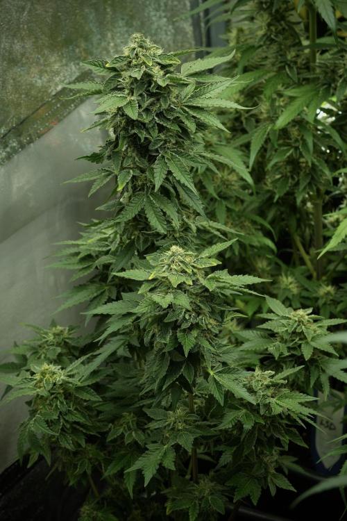 SOUR DIESEL-The Ascension of a Legend. Week 12 - Sour Diesel 12-12 from Seed