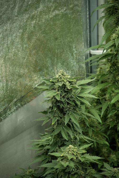 SOUR DIESEL-The Ascension of a Legend. Week 12 - Sour Diesel 12-12 from Seed