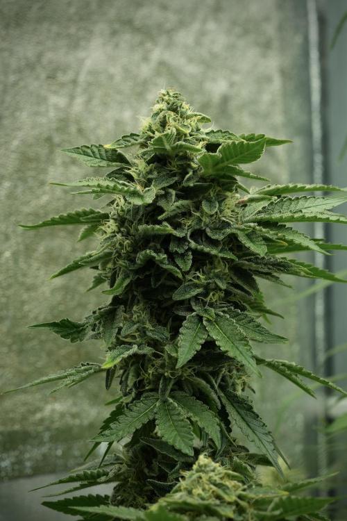 SOUR DIESEL-The Ascension of a Legend. Week 12 - Sour Diesel 12-12 from Seed