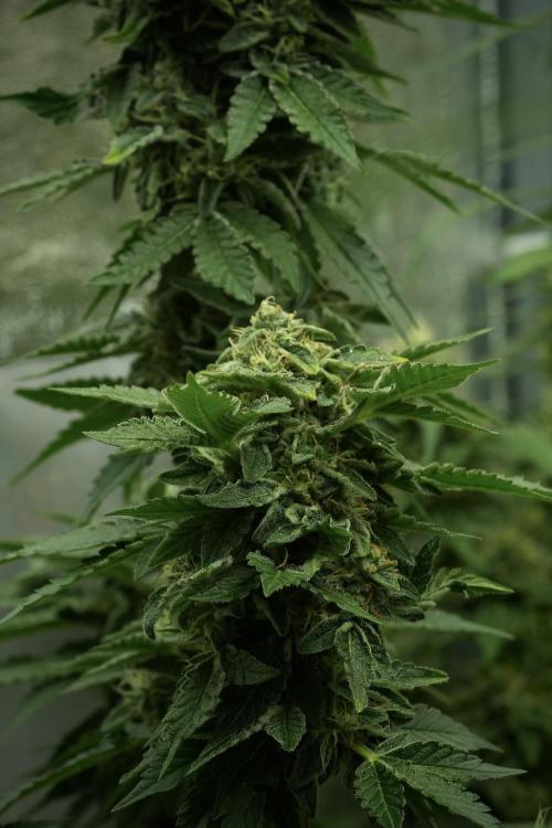 SOUR DIESEL-The Ascension of a Legend. Week 12 - Sour Diesel 12-12 from Seed