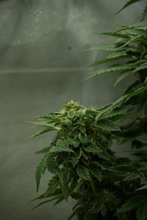 SOUR DIESEL-The Ascension of a Legend. Week 12 - Sour Diesel 12-12 from Seed