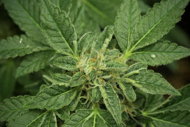 SOUR DIESEL-The Ascension of a Legend. Week 12 - Sour Diesel 12-12 from Seed