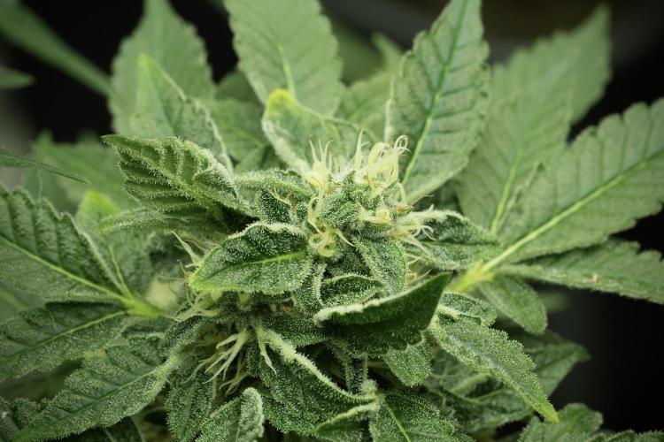 SOUR DIESEL-The Ascension of a Legend. Week 12 - Sour Diesel 12-12 from Seed