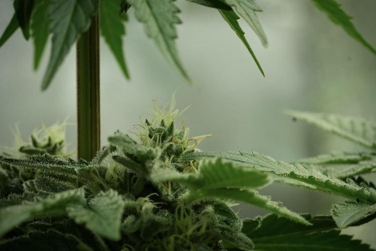 SOUR DIESEL-The Ascension of a Legend. Week 12 - Sour Diesel 12-12 from Seed