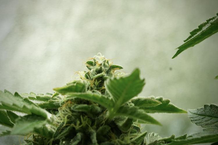 SOUR DIESEL-The Ascension of a Legend. Week 12 - Sour Diesel 12-12 from Seed