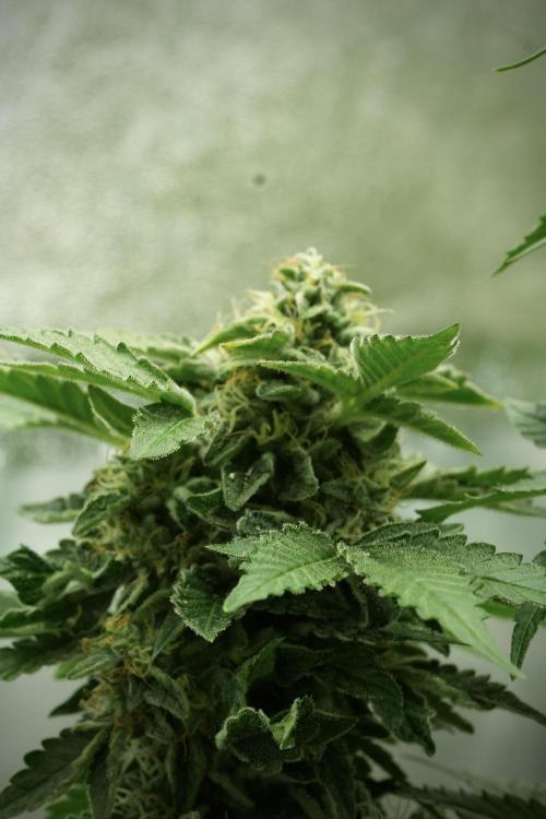 SOUR DIESEL-The Ascension of a Legend. Week 12 - Sour Diesel 12-12 from Seed