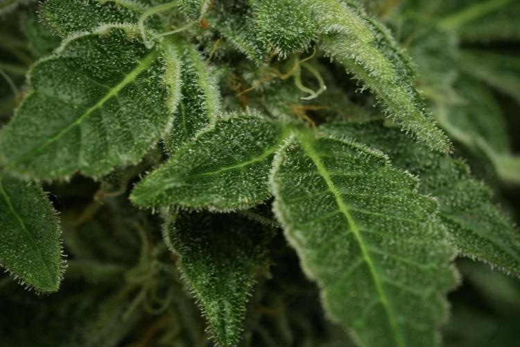 SOUR DIESEL-The Ascension of a Legend. Week 12 - Sour Diesel 12-12 from Seed