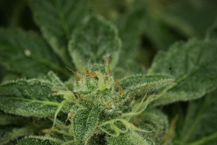 SOUR DIESEL-The Ascension of a Legend. Week 12 - Sour Diesel 12-12 from Seed