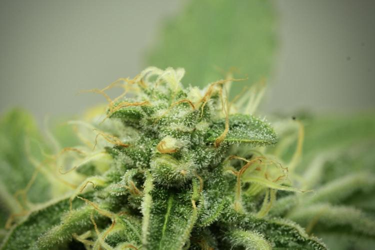SOUR DIESEL-The Ascension of a Legend. Week 12 - Sour Diesel 12-12 from Seed