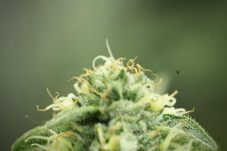 SOUR DIESEL-The Ascension of a Legend. Week 12 - Sour Diesel 12-12 from Seed
