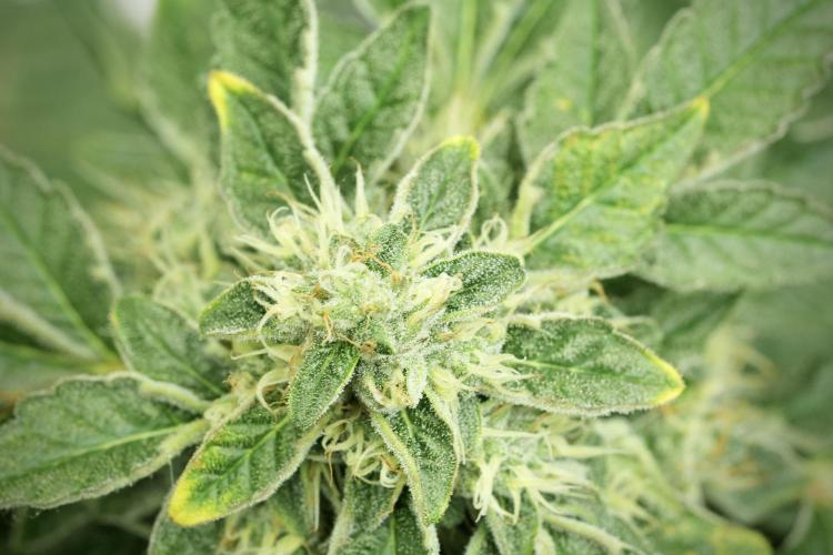 SOUR DIESEL-The Ascension of a Legend. Week 12 - Sour Diesel 12-12 from Seed