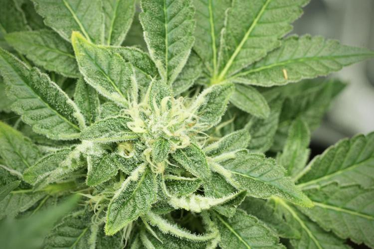 SOUR DIESEL-The Ascension of a Legend. Week 12 - Sour Diesel 12-12 from Seed